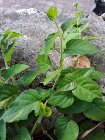 Asystasia gangetica subsp. micrantha or A. intrusa quilted leaves